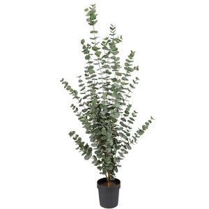 Eukalyptustre 170 cm