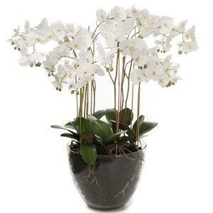 Phalaenopsis Orkide 90 cm Hvit