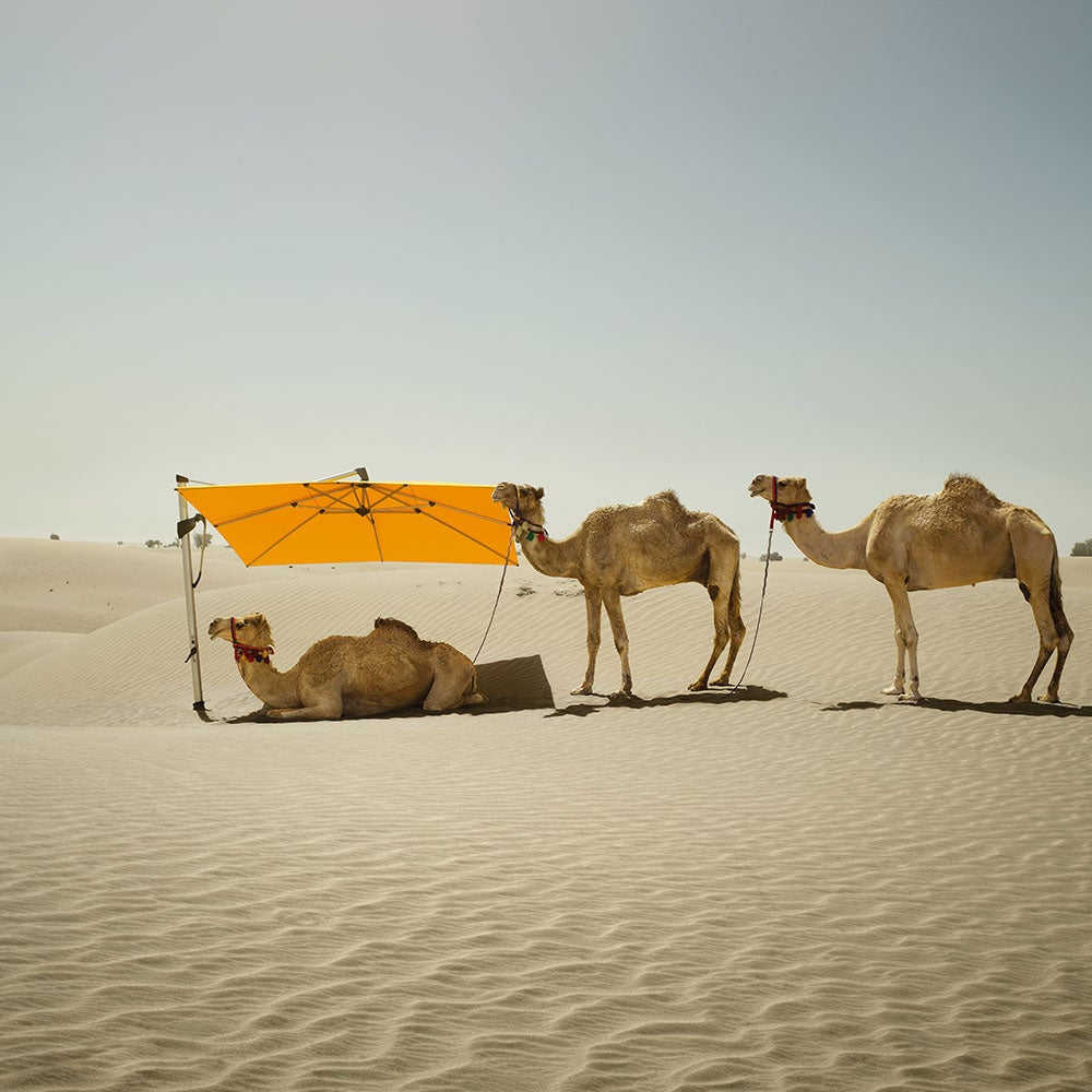 Sombrano S+ fritthengende parasoll 400 x 300 cm kat.5 antrasitt aluminium / 650 Camel Glatz