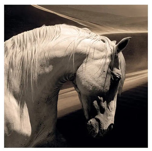 Veggdekorasjon Arabian Horse 120 x 120 cm Artwood