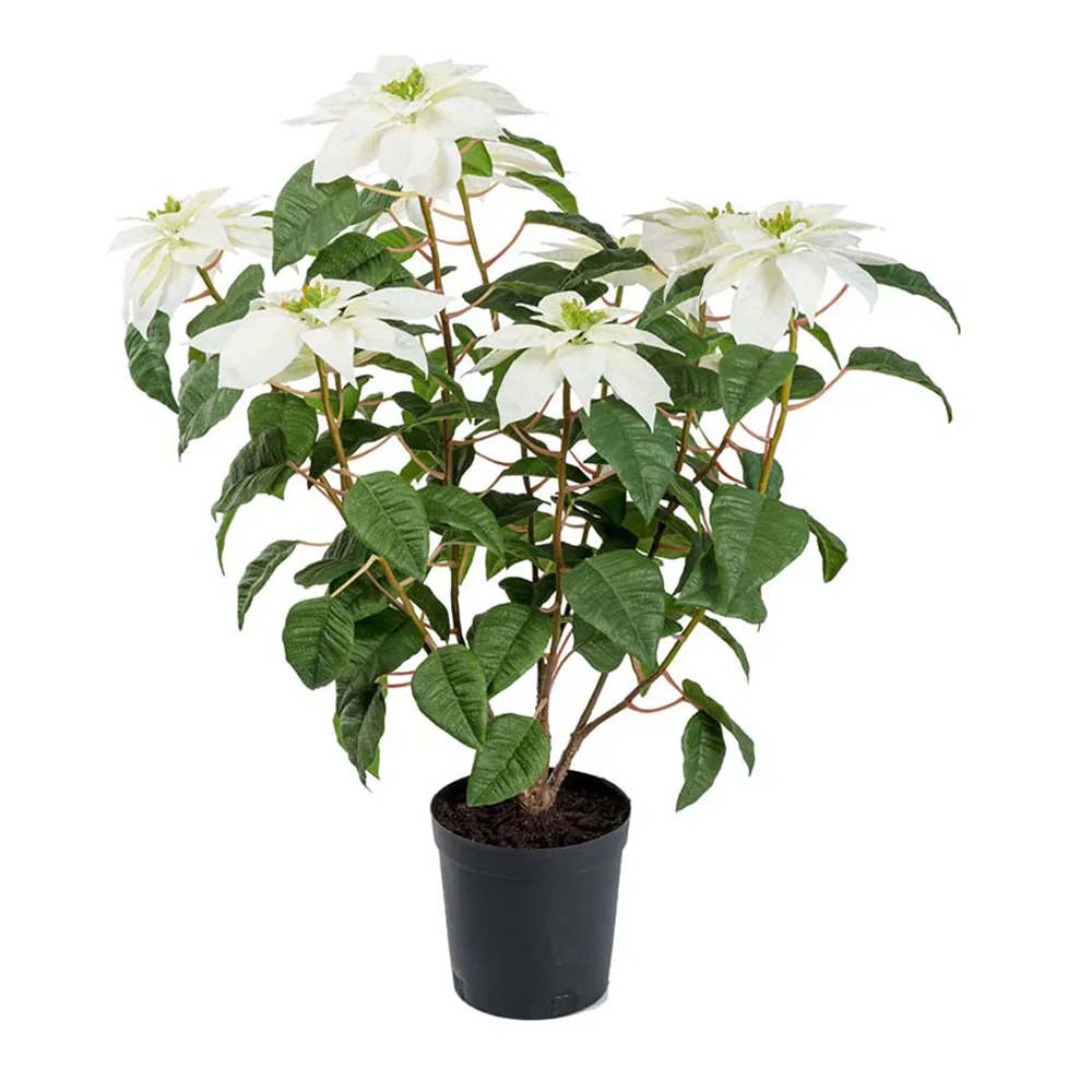 Mr Plant, Julestjerne 70 cm Hvit