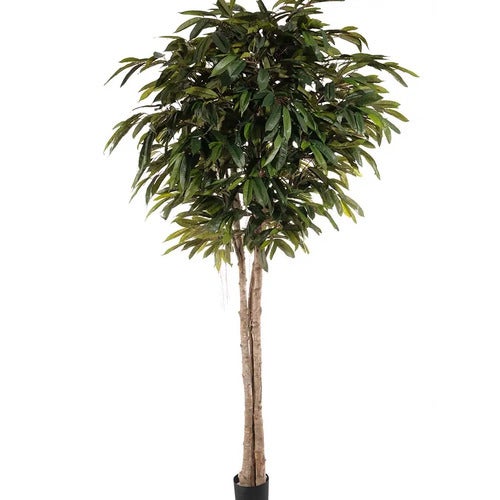  Longifolia tre 260 cm