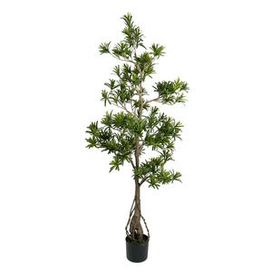 Podocarpus Tre 150 cm