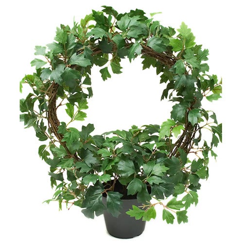 Cissus Potteplante 45 cm