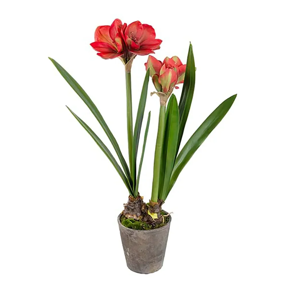 Amaryllis 90 cm Rød
