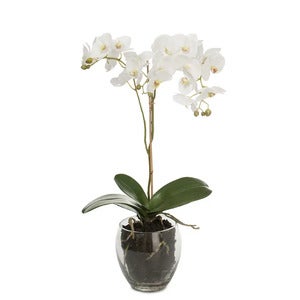 Phalaenopsis Orkide 65 cm Hvit
