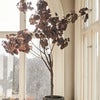 Cotinus Tre 200 cm