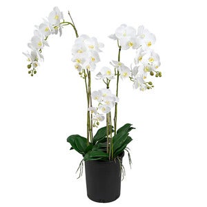 Phalaenopsis Orkide 130 cm Hvit