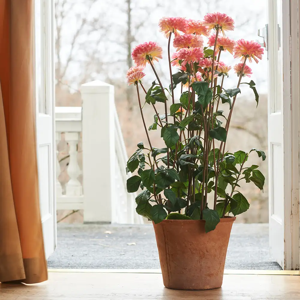 Dahlia Potteplante 100 cm Rosa