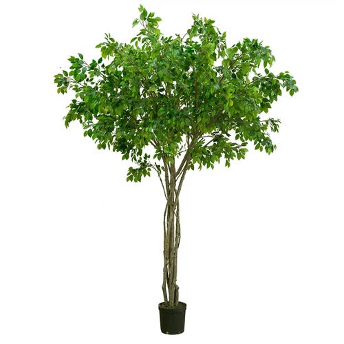 Benjaminfiken 330 cm