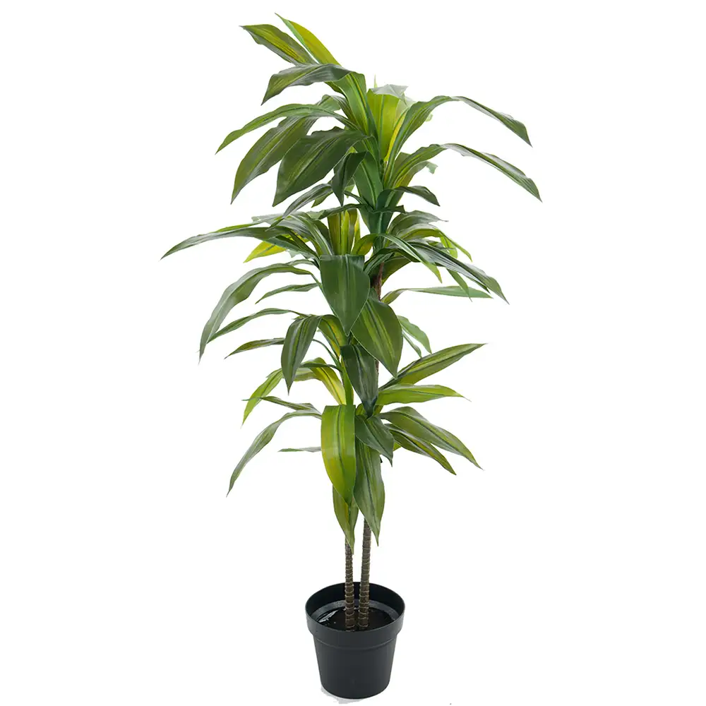 Dracena Tre 100 cm