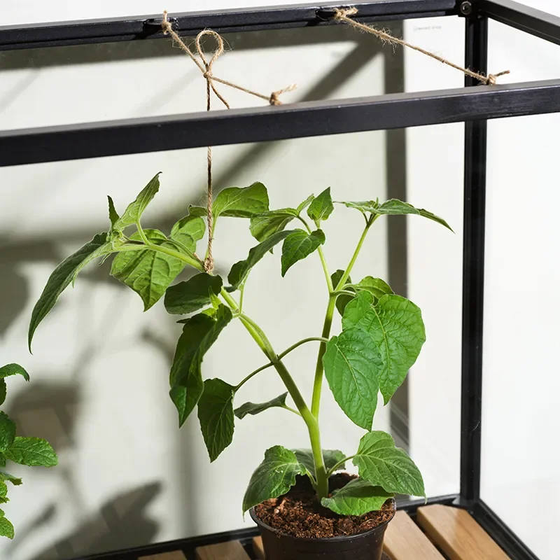 Grower Greens planteskap S svart 