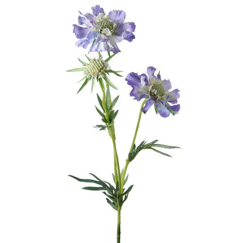 Scabiosa snittblomst 70 cm blå