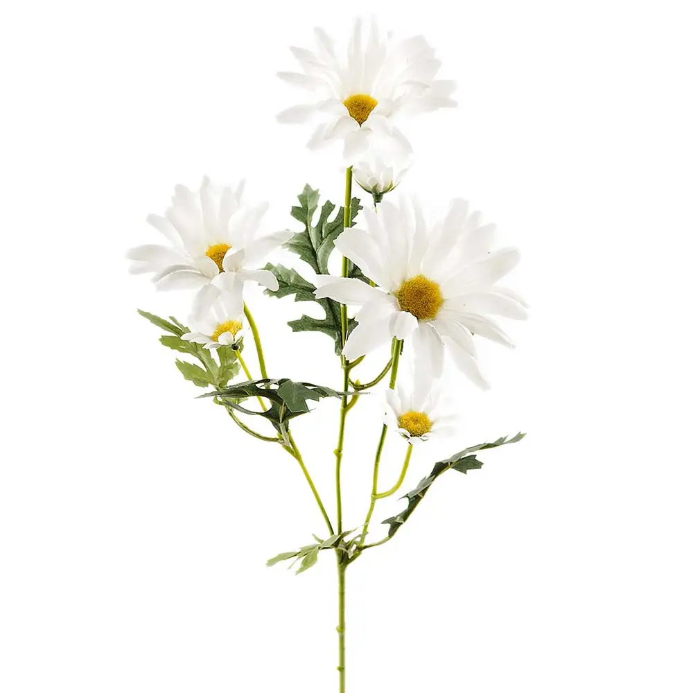 Tusenfryd snittblomst 50 cm hvit