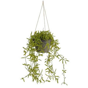 Hoya Hengeplante 25 cm