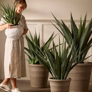 Aloe Potteplante 55 cm