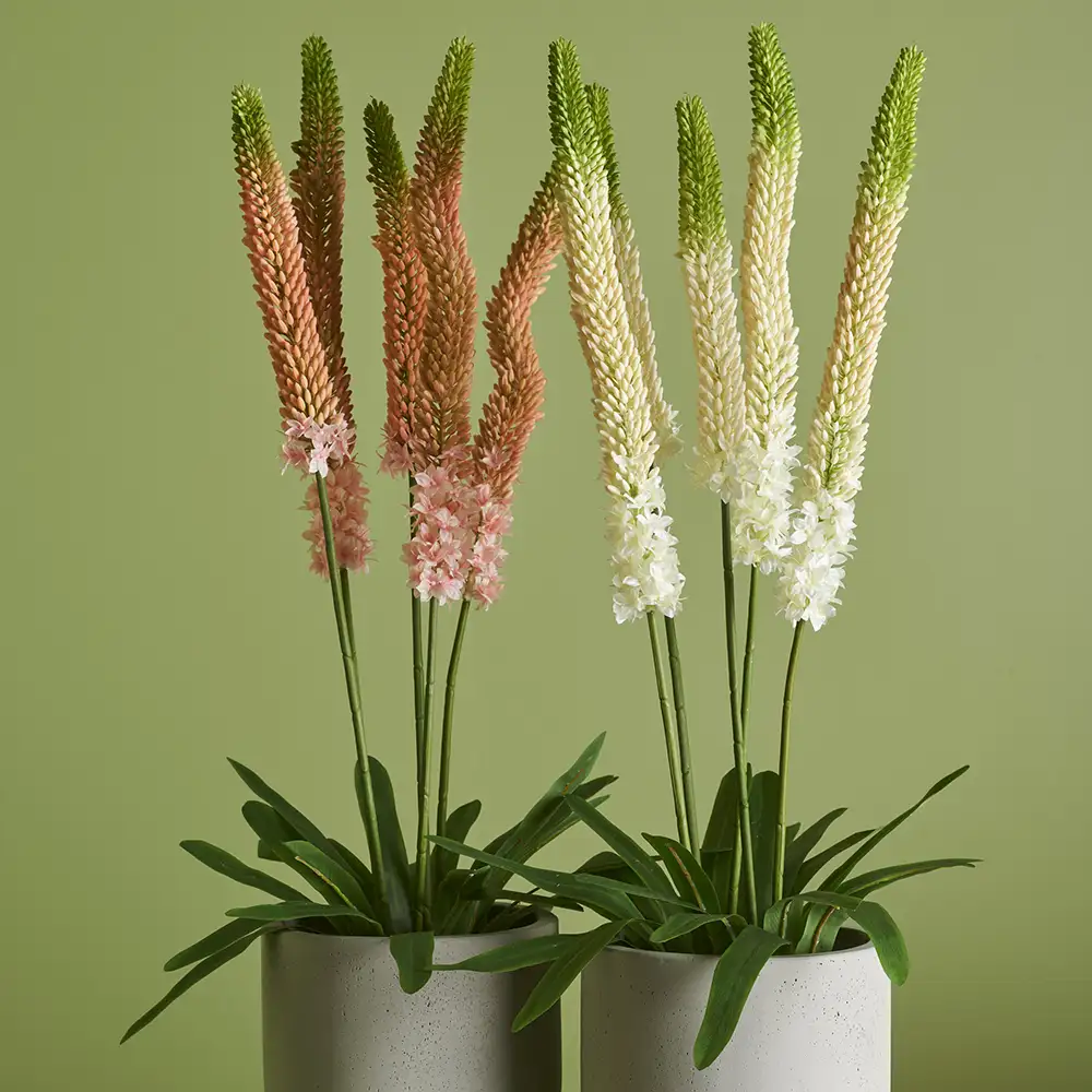 Stepplilje Potteplante 95 cm Rosa