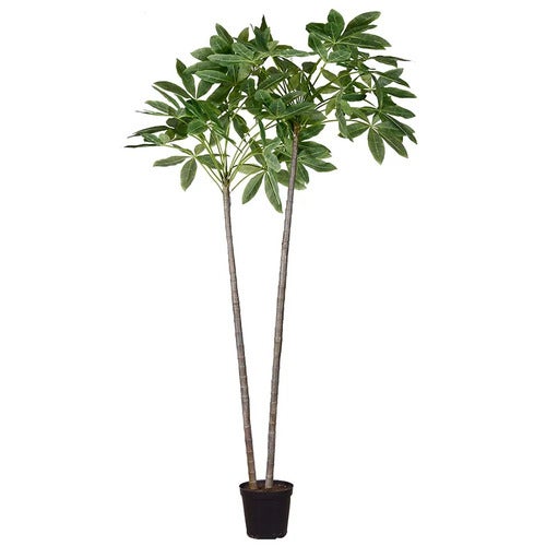  Pachira tre i potte 270 cm