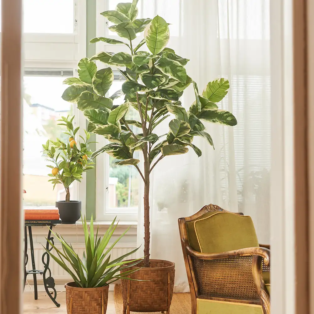 Fiken Elastica 150 cm 