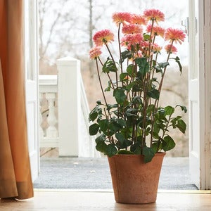 Dahlia Potteplante 100 cm Rosa