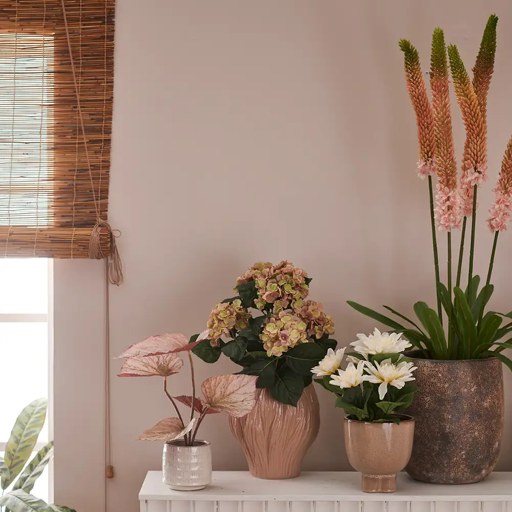 Stepplilje Potteplante 95 cm Rosa