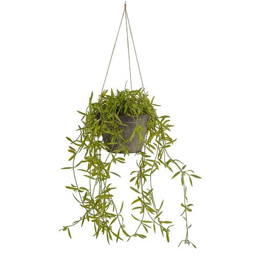 Hoya Hengeplante 25 cm