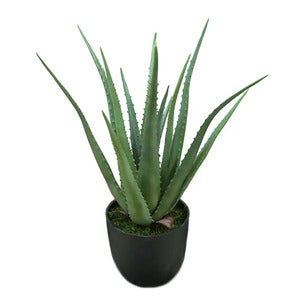Aloe Potteplante 55 cm
