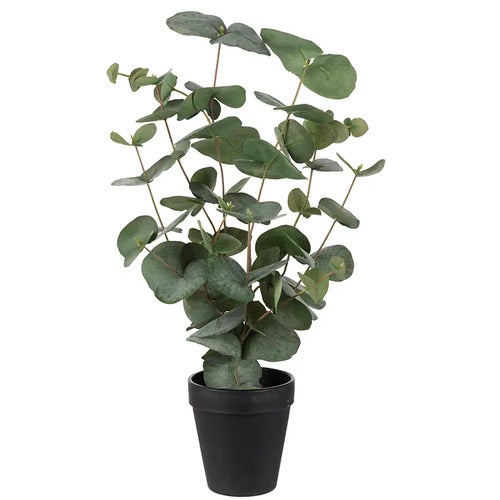 Eukalyptus potteplante 55 cm
