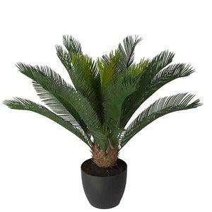 Cycas Potteplante 70 cm