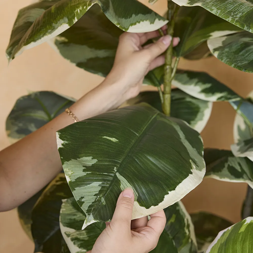 Fiken Elastica 150 cm 