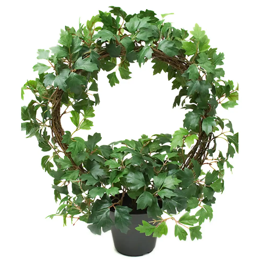 Cissus Potteplante 45 cm