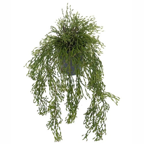 Rhipsalis Hengeplante