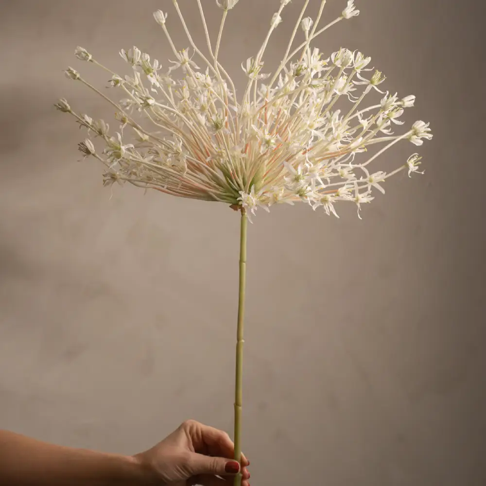 Allium Hvit 125 cm