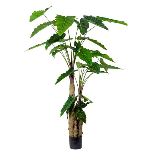  Alocasia-tre 200 cm