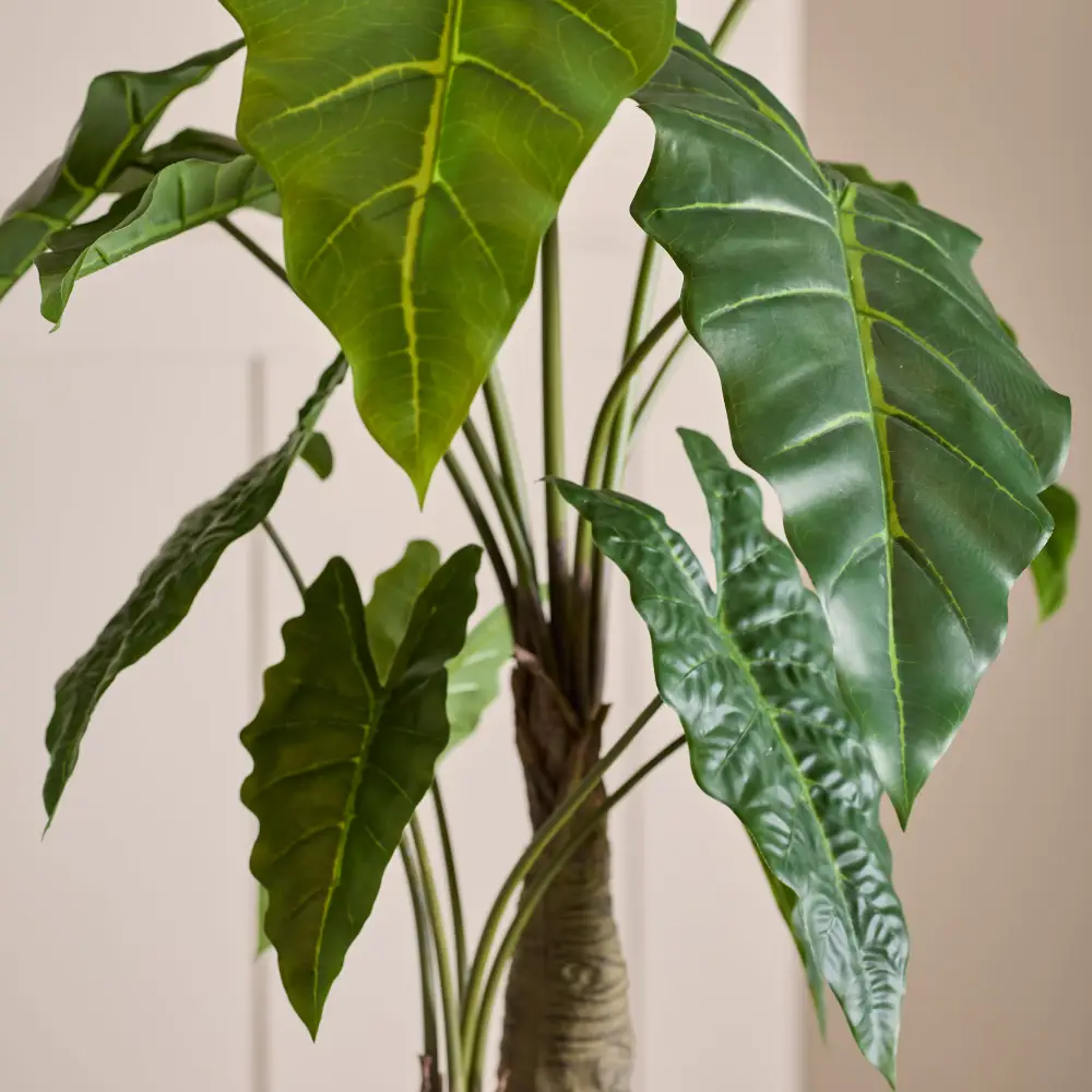  Alocasia-tre 120 cm