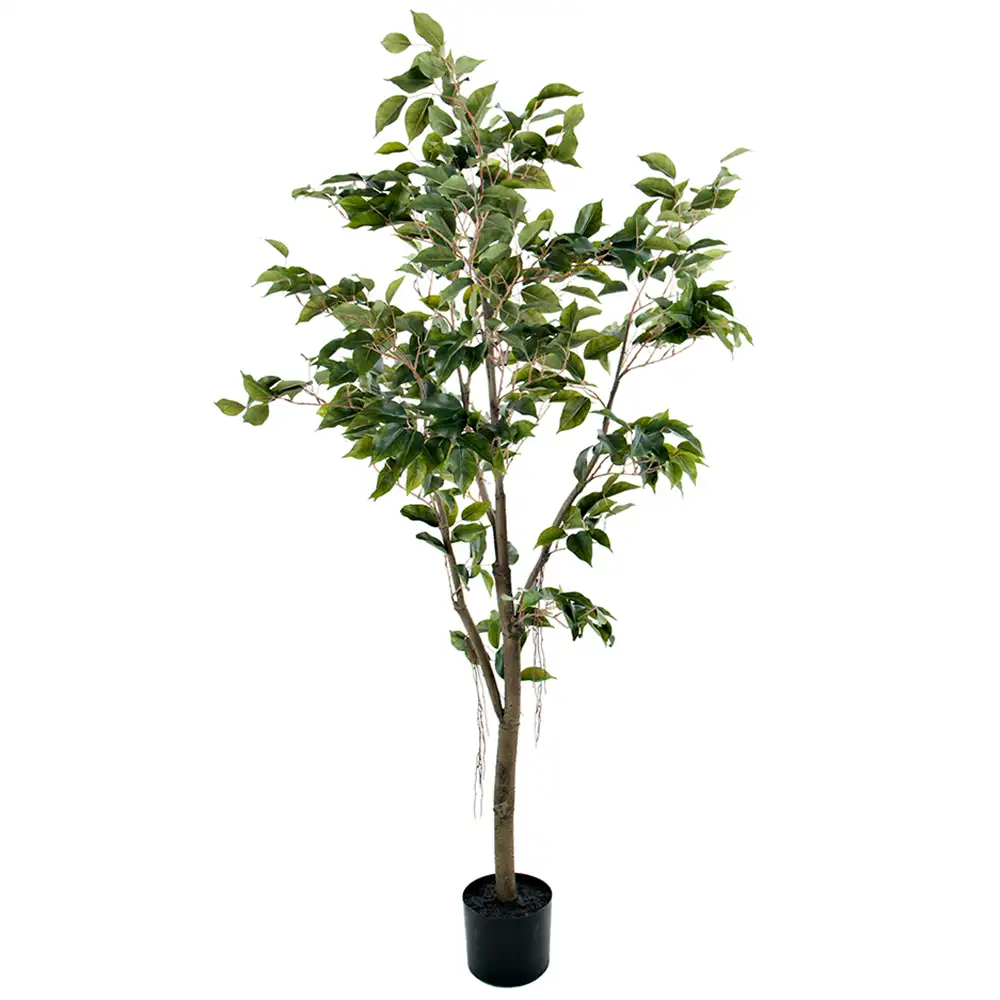 Mr Plant, Benjaminfiken 150 cm