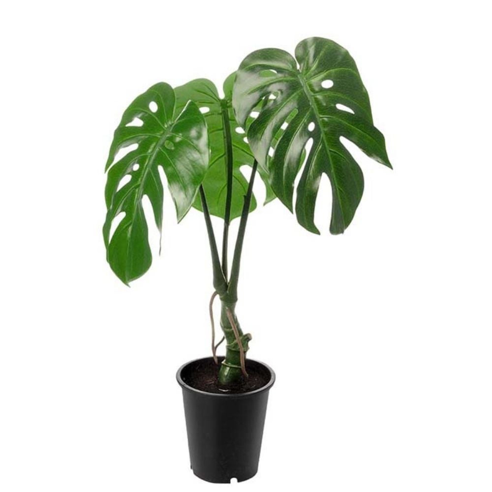 Monstera Grønn 60 cm