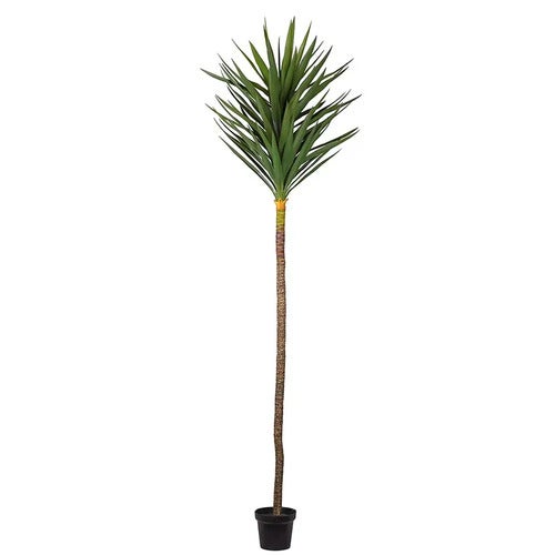 Yucca Tre 250 cm