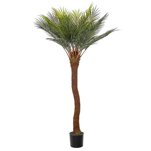 Cycas Palme 90 cm