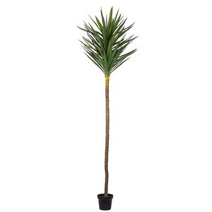 Yucca Tre 250 cm