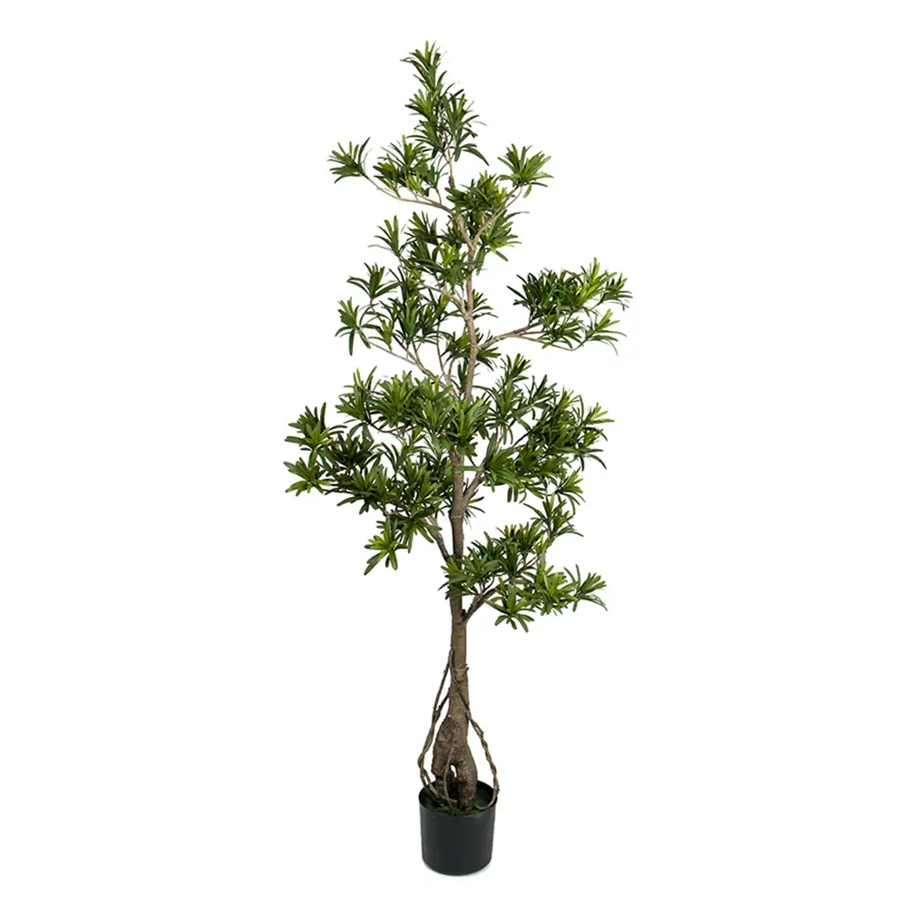 Podocarpus Tre 150 cm