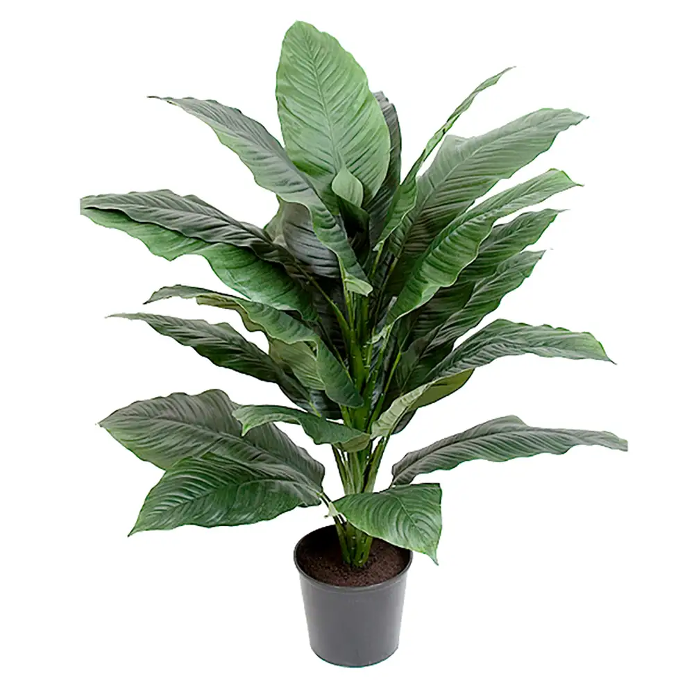 Spathiphyllum Potteplante 105 cm