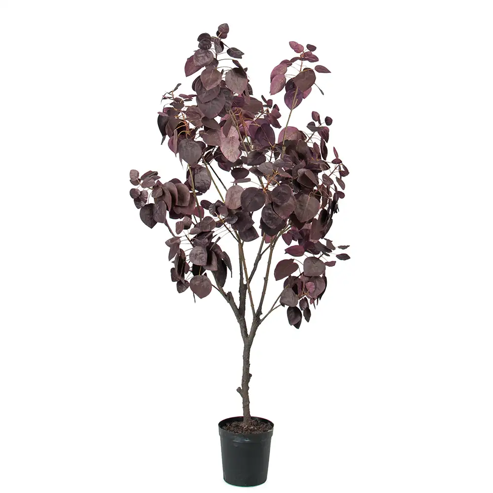 Cotinus Tre 140 cm