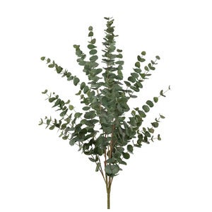 Eukalyptus Kvist 120 cm