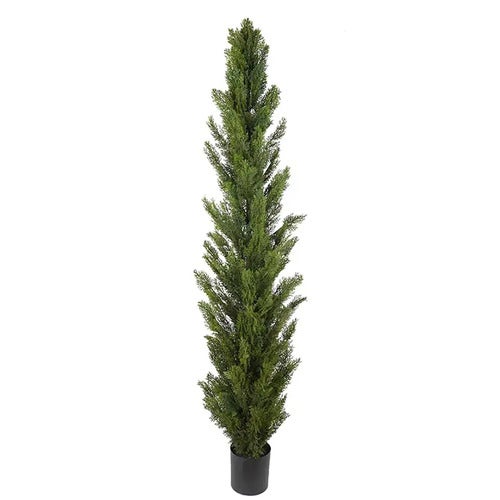 Cypress Tre 120 cm