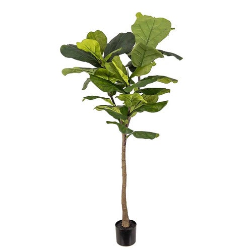 Fele ficus 150 cm