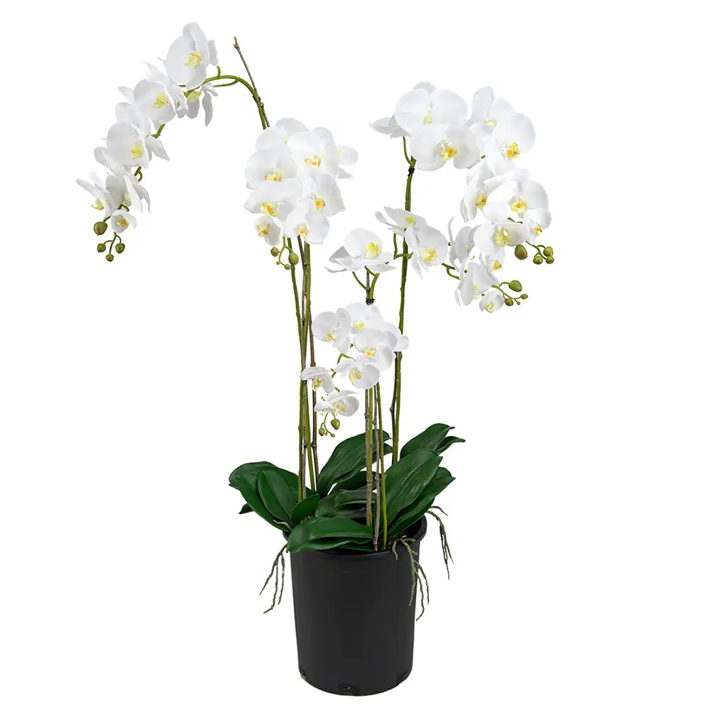 Phalaenopsis Orkide 130 cm Hvit