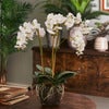 Phalaenopsis Orkide 70 cm Hvit