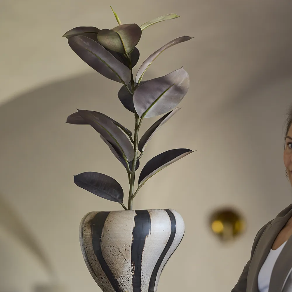 Ficus Elastica Potteplante 80 cm