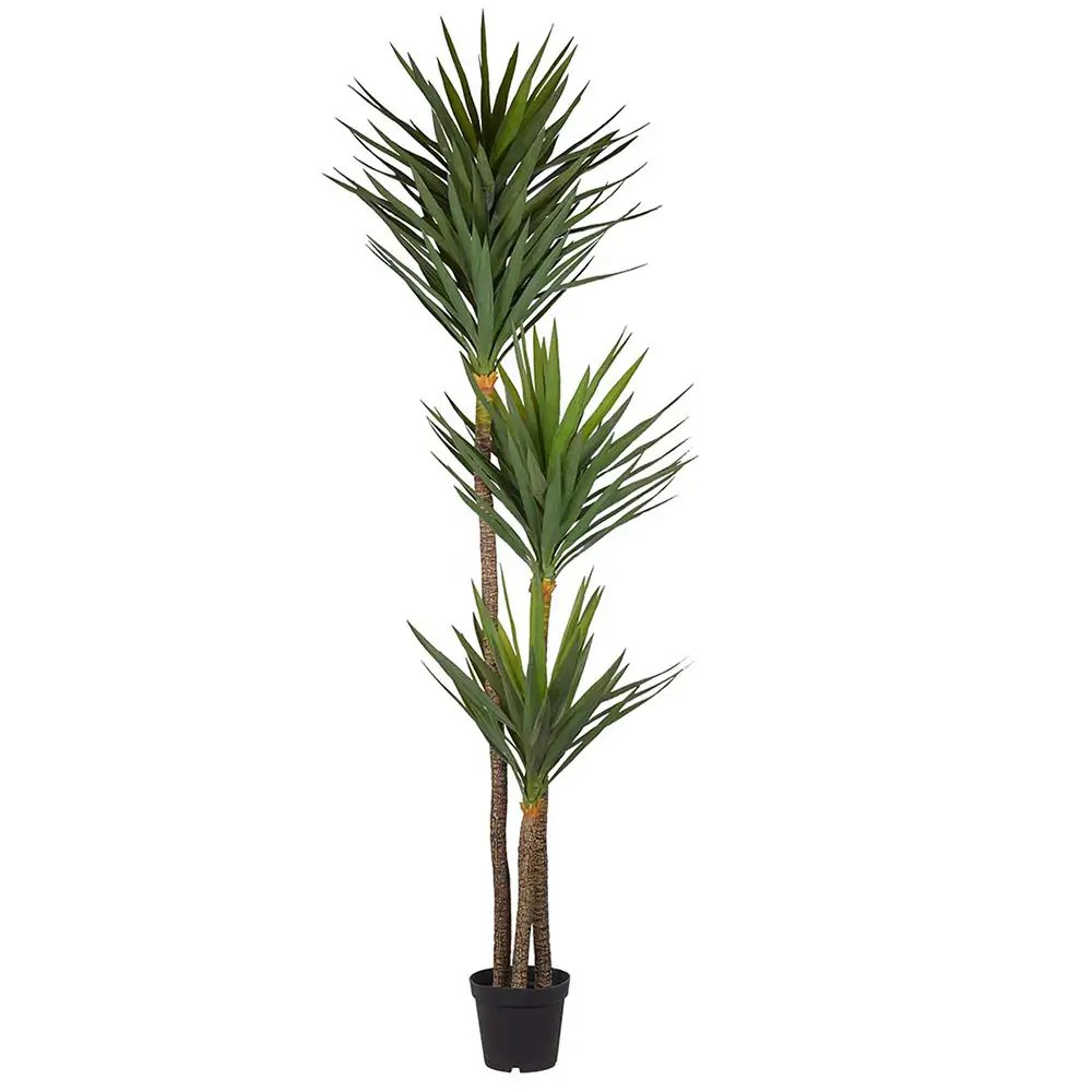 Yucca Tre 250 cm